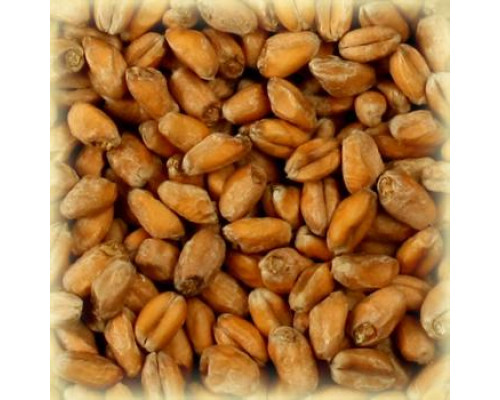 Солод пшеничный Chateau Wheat Blanc (Castle Malting) 25кг. мешок Солод пшеничный Chateau Wheat Blanc (Castle Malting) 25кг. мешок